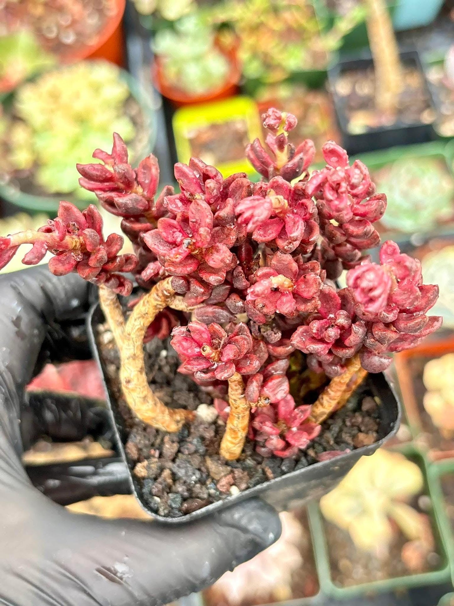 Echeveria Chocolate Variegated | Live Succulent Plant | Korean Succulent | Variegated Pachyveria | Imported Plants | Echeveria Clusters