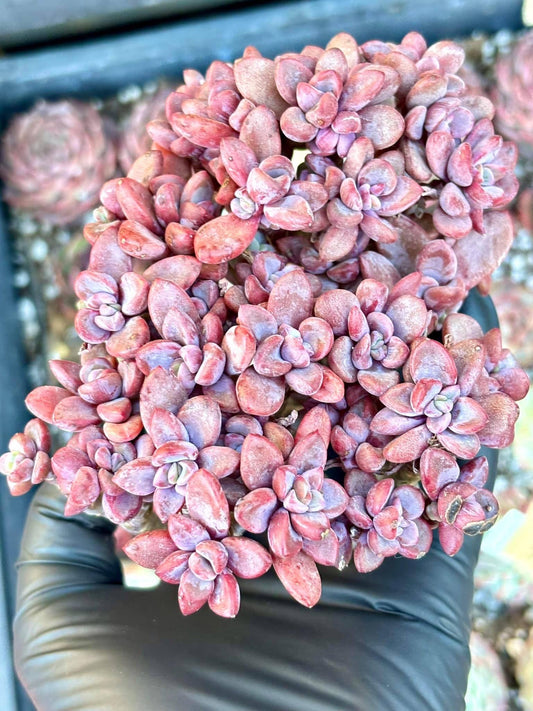 Echeveria Rezry | Live Succulent Plant | Korean Succulent | Variegated Echeveria | Imported Plants | Echeveria Clusters
