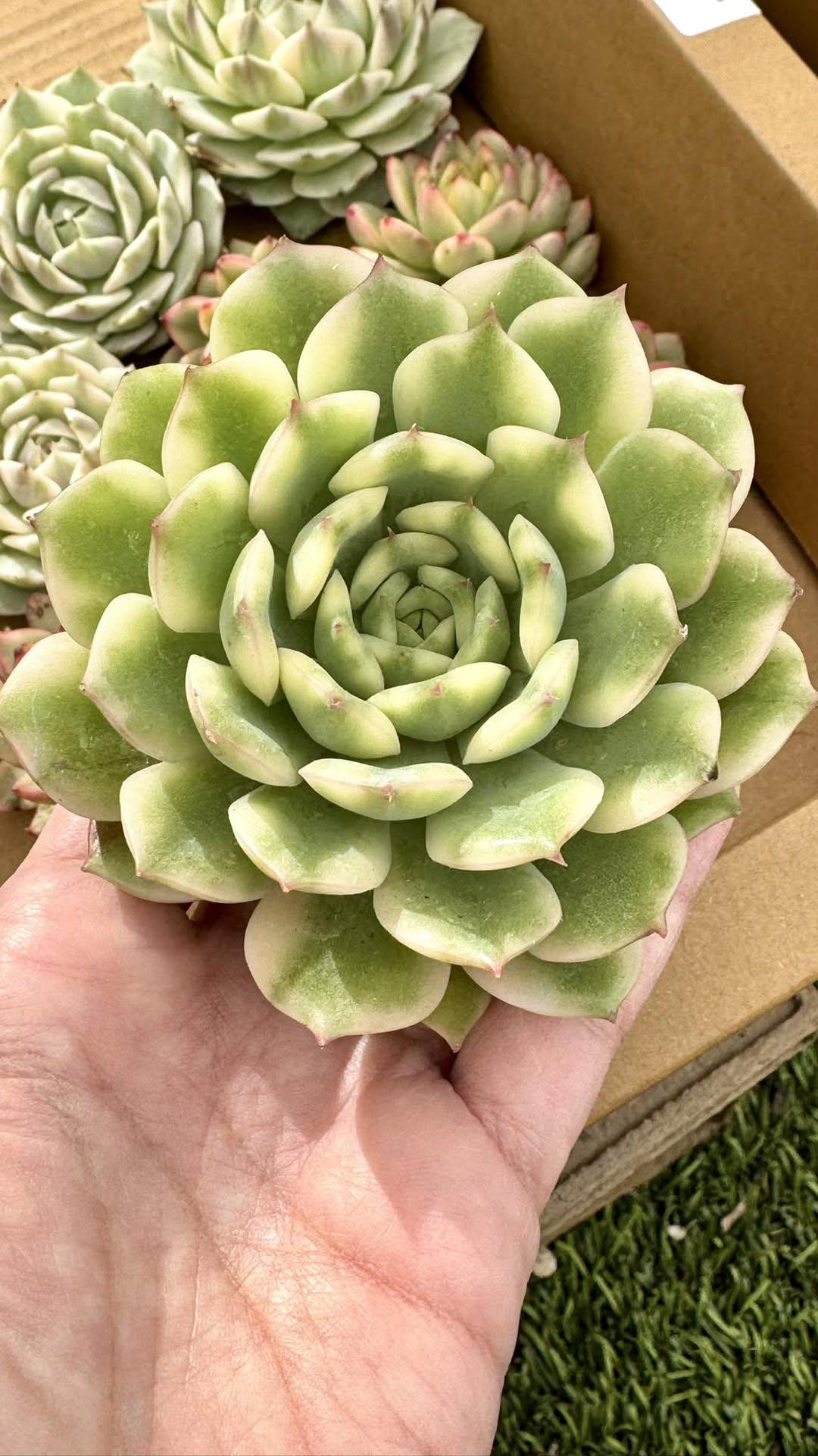 Echeveria Madame Rose Variegated | Live Succulent Plant | Korean Succulent | Rare Imported Echeveria | Imported Plants