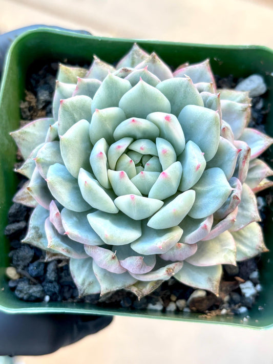 Echeveria Tippy Variegated | Live Succulent Plant | Korean Succulent | Rare Imported Echeveria | Imported Plantsr