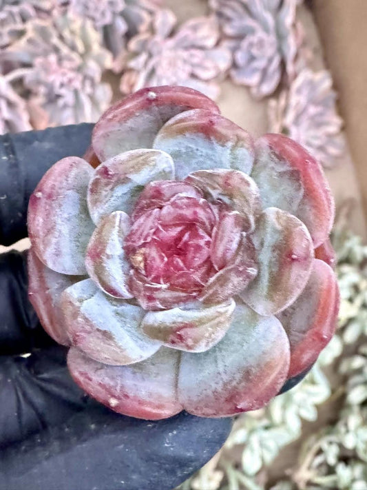 Echeveria Colorful Love Candy Heart | Live Succulent Plant | Korean Succulent | Rare Imported Echeveria | Imported Plants