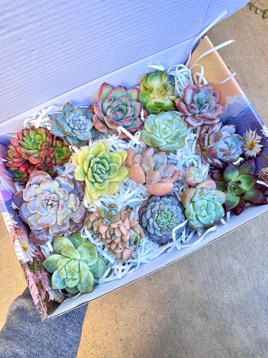 Echeveria Gift Box - 15 Pcs Live Succulent Plants - Gift Basket - Assorted Color Succulent Plants
