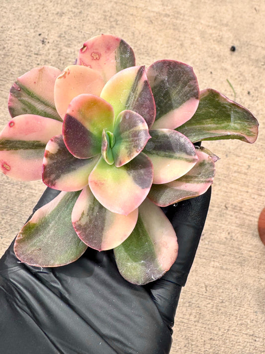 Echeveria Primadonna Variegated | Live Succulent Plant | Korean Succulent | Rare Imported Echeveria | Imported Plants