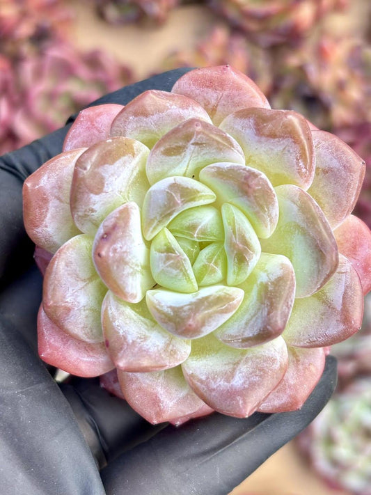 Echeveria Ice Soul | Live Succulent Plant | Korean Succulent | Rare Imported Echeveria | Imported Plants