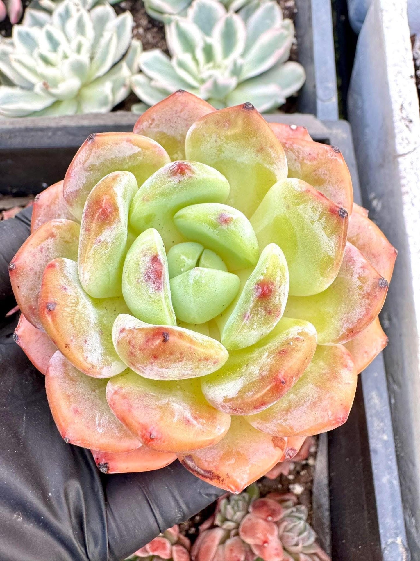 Echeveria Elves | Live Succulent Plant | Korean Succulent | Variegated Pachyveria | Imported Plants