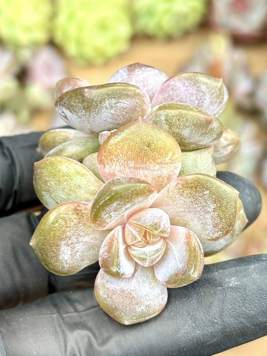 Echeveria Purple Mirror | Live Succulent Plant | Korean Succulent | Rare Imported Echeveria | Imported Plants