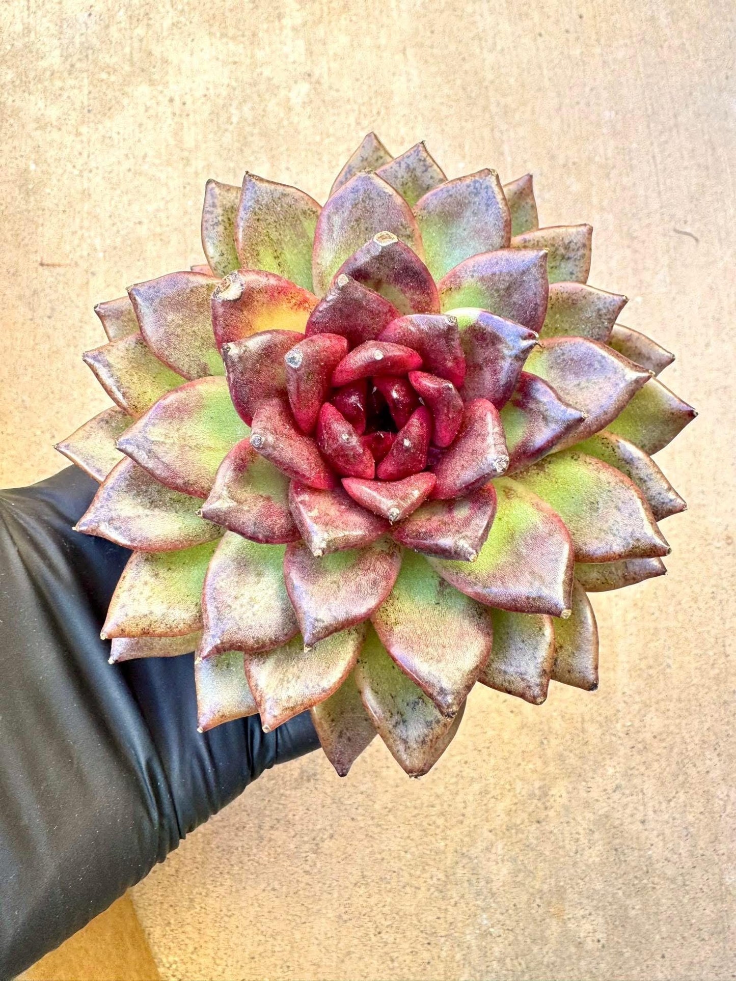 Echeveria Black Jade Unicorn | Live Succulent Plant | Korean Succulent | Rare Imported Echeveria | Imported Plants