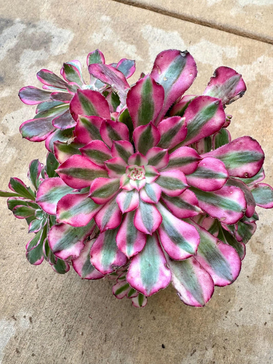 Variegated Aeonium Jiyue | Rare Imported Succulent | Collector’s Succulent
