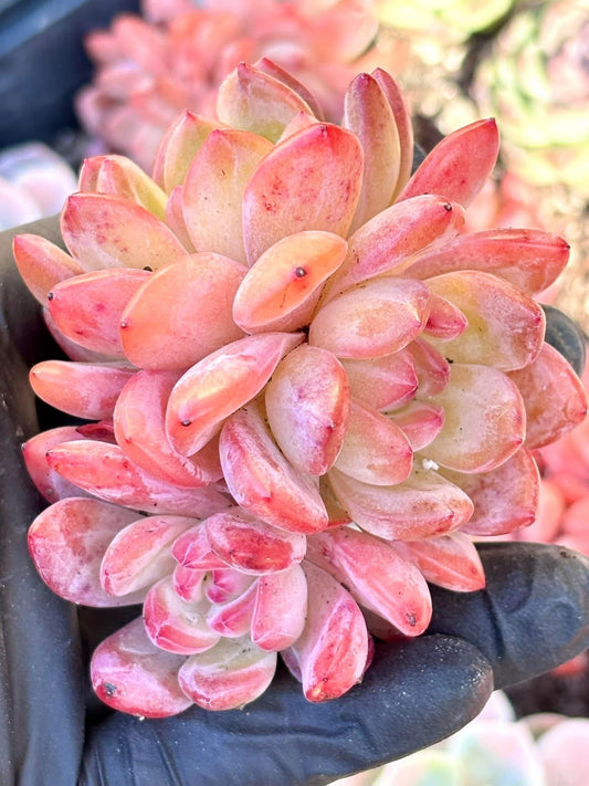 Echeveria All Star | Live Succulent Plant | Korean Succulent | Variegated Echeveria | Imported Plants