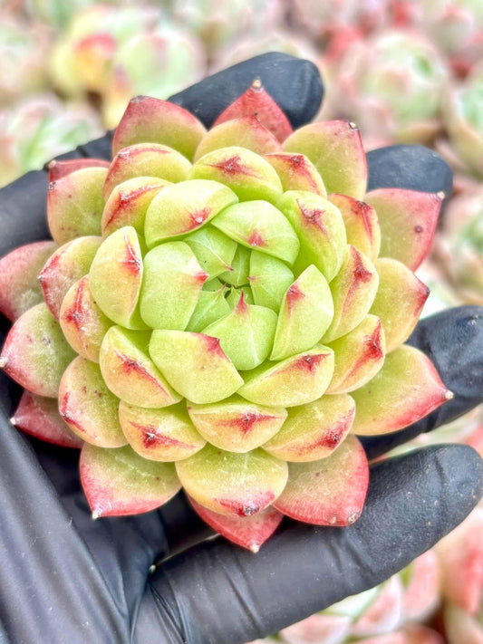 Echeveria Lime Popsicle | Live Succulent Plant | Imported Plants | Imported Echeveria