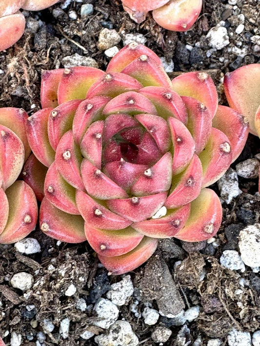 Echeveria Moonstone | Rare Imported Succulent | Collector’s Succulent