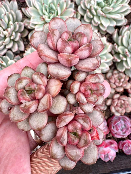 Graptoveria Amethorum Grape | Rare Imported Succulent | Collector’s Succulent