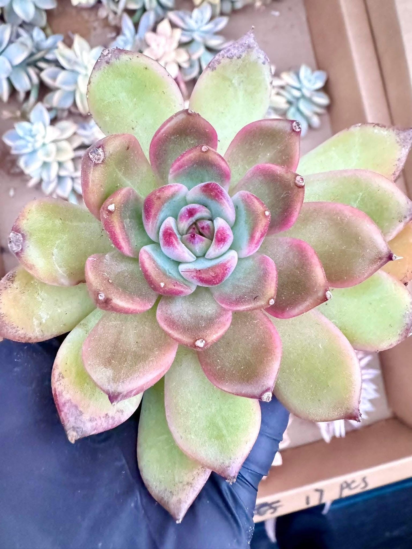 Echeveria Ziwei Sugar Heart | Live Succulent Plant | Korean Succulent | Rare Imported Echeveria | Imported Plants