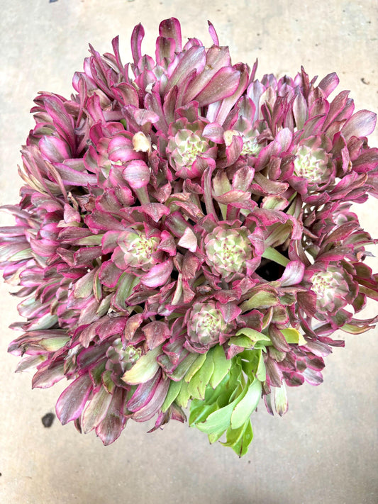 Aeonium Candy Cannonball Variegated | Live Succulent Plant | Korean Succulent | Rare Imported Aeonium | Imported Plants