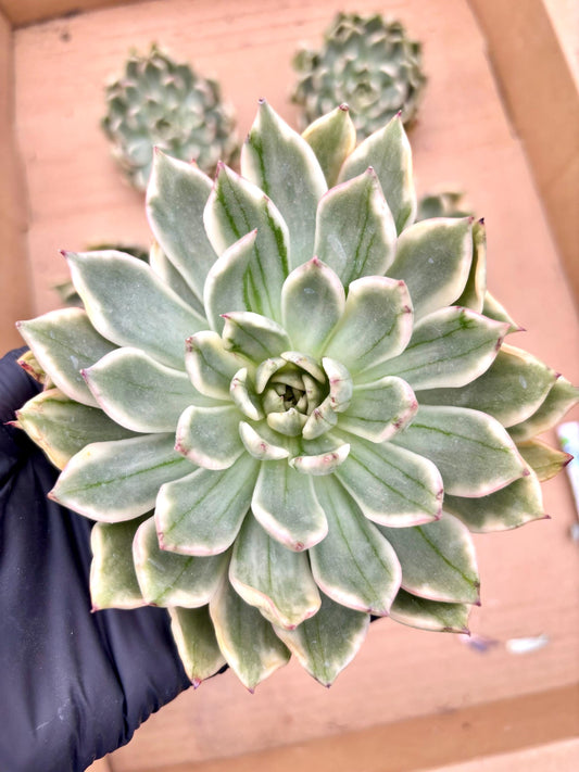 Echeveria Falling Goose Variegated | Live Succulent Plant | Korean Succulent | Rare Imported Echeveria | Imported Plants