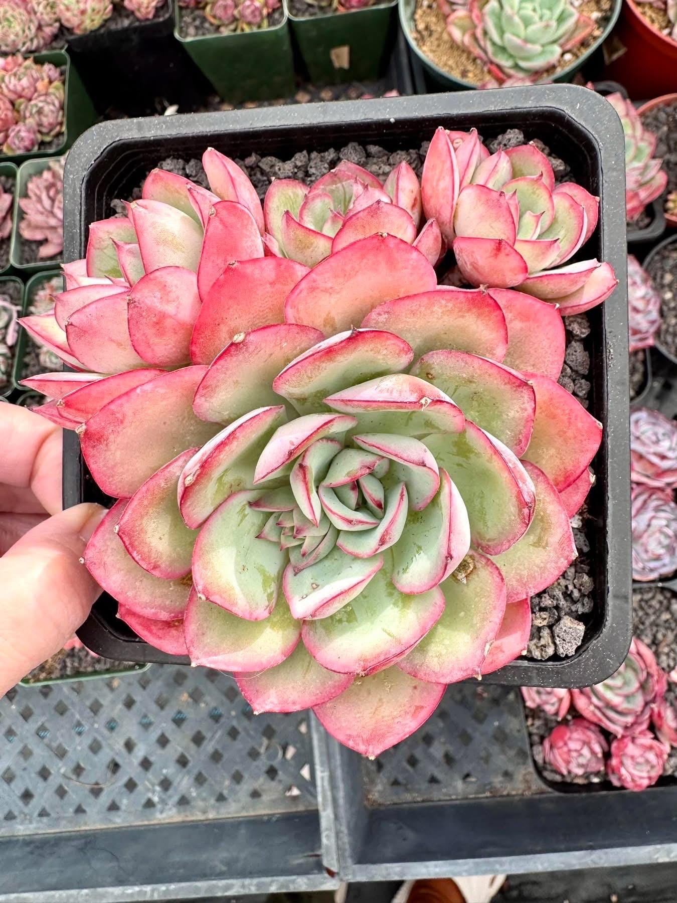 Echeveria Peony Pavillion | Rare Imported Succulent | Collector Succulent