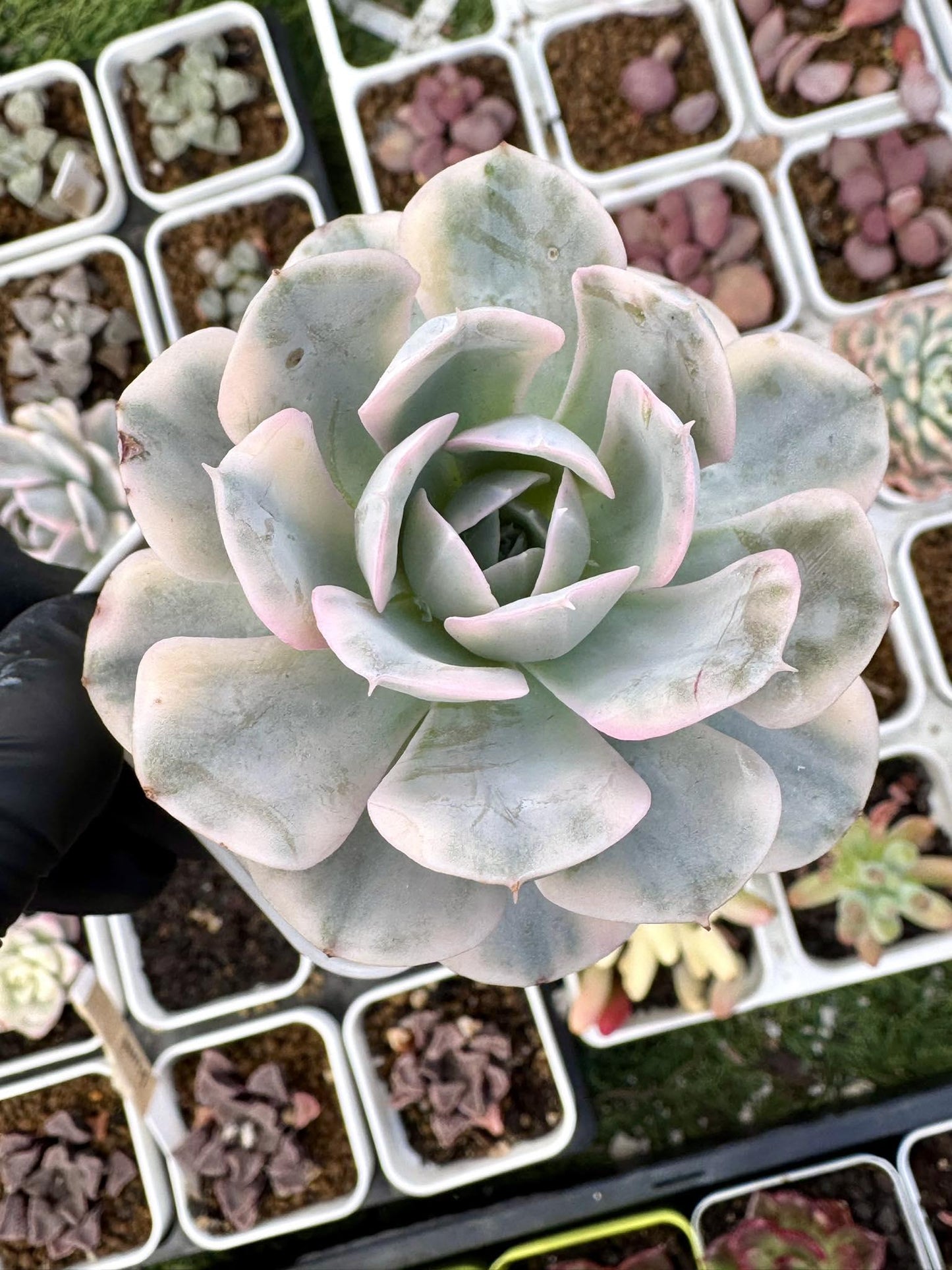 Echeveria Runyonii Variegated | Live Succulent Plant | Korean Succulent