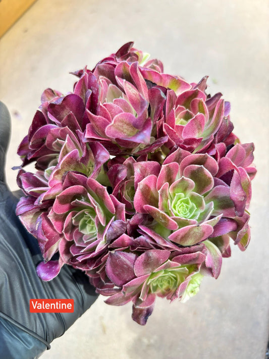 Aeonium Valentine Variegated Lollipop | Live Succulent Plant | Korean Succulent | Rare Imported Aeonium | Imported Plants