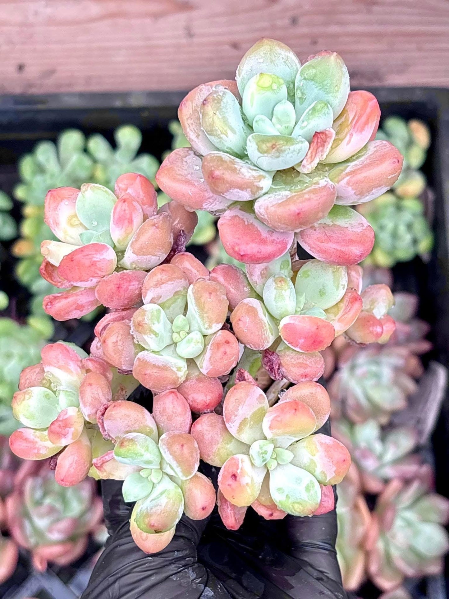 Echeveria Candy Beauty | Live Succulent Plant | Korean Succulent | Rare Imported Echeveria | Imported Plants
