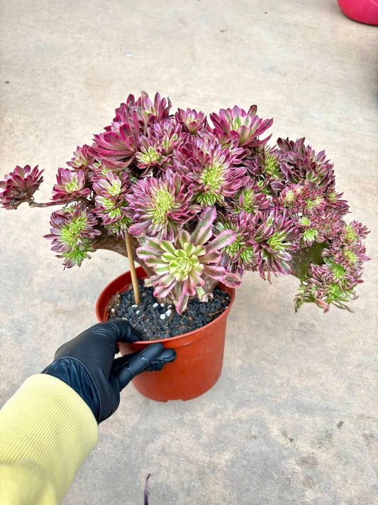 Aeonium Ink Bloom Variegated Crested | Live Succulent Plant | Korean Succulent | Rare Imported Echeveria | Imported Plants