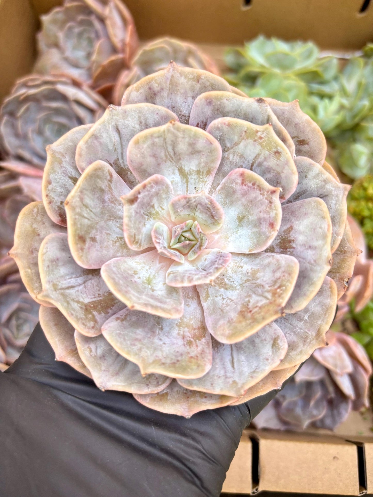 Echeveria Star Lotus Wart | Live Succulent Plant | Korean Succulent | Rare Imported Echeveria | Imported Plants