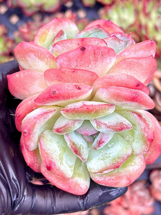 Echeveria Lingying | Live Succulent Plant | Korean Succulent | Rare Imported Echeveria | Imported Plants