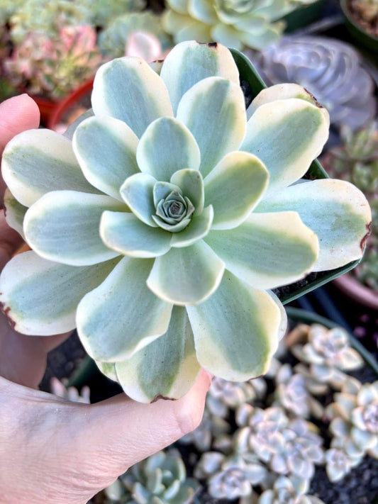 Echeveria Fantasy | Live Succulent Plant | Echeveria Cluster | Rare Imported Echeveria | Imported Plants