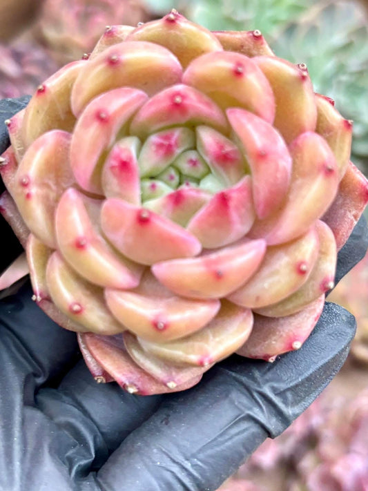 Echeveria Fallen Angels | Live Succulent Plant | Korean Succulent | Rare Imported Echeveria | Imported Plants