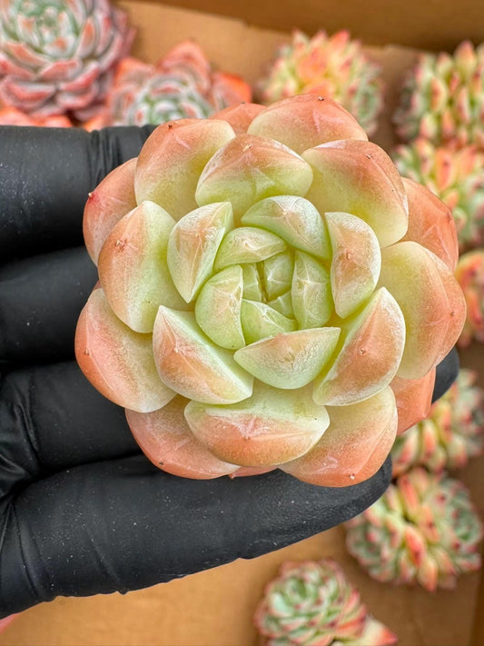 Echeveria Snow Tower | Rare Imported Succulent | Collector’s Succulent