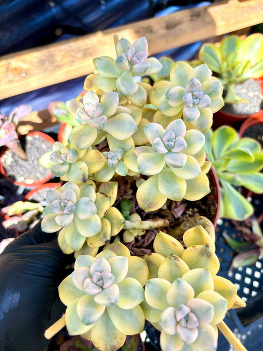 Echeveria Apricot Beauty Variegated | Live Succulent Plant | Korean Succulent | Rare Imported Echeveria | Imported Plants