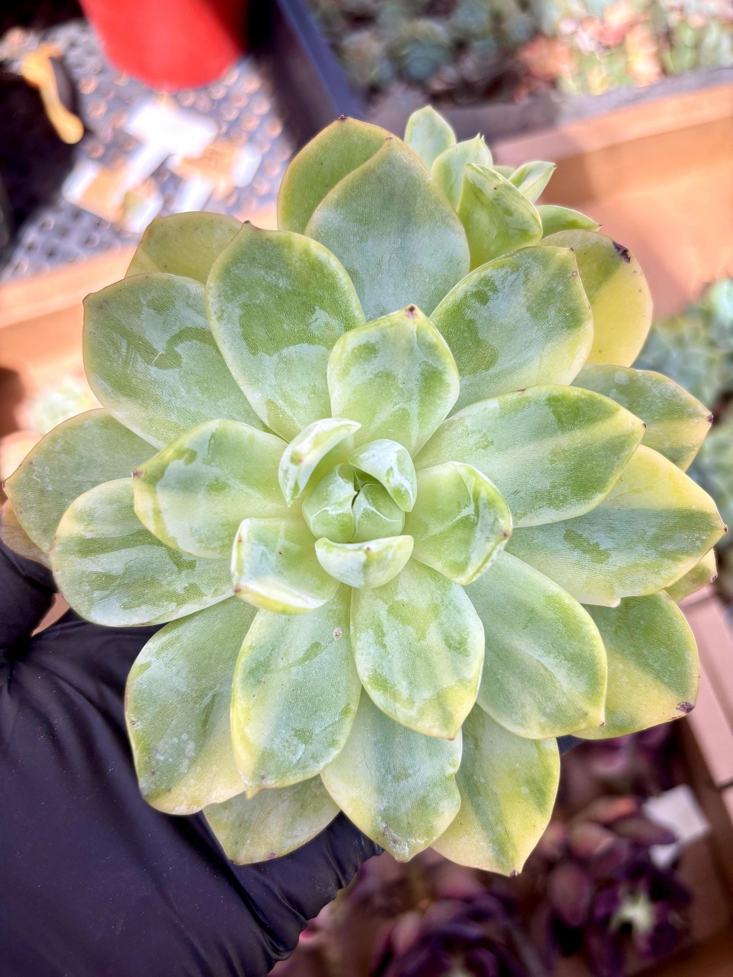 Echeveria Falling Cherry Variegated | Live Succulent Plant | Imported Plants | Imported Echeveria