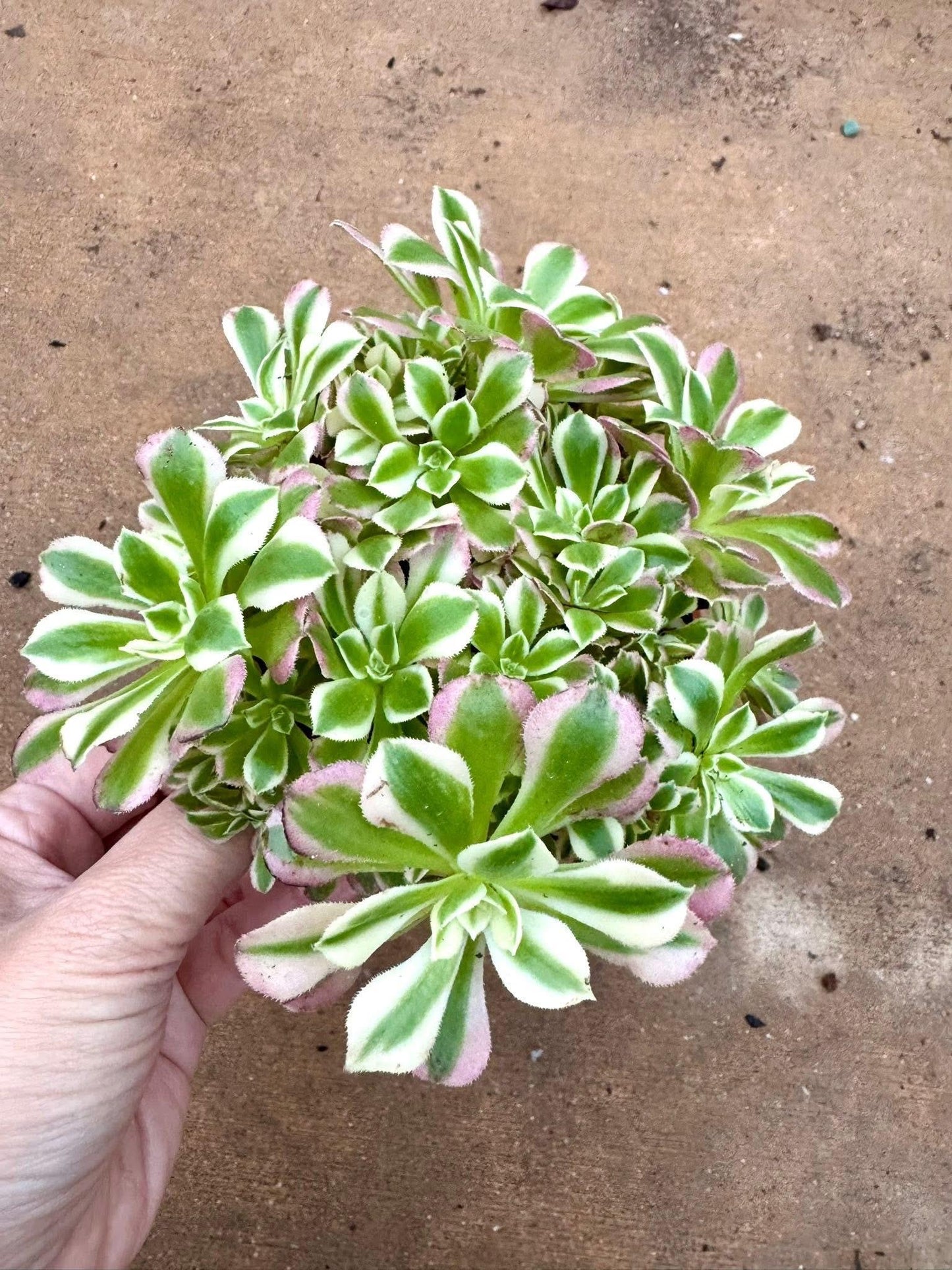 Aeonium Riverstone Variegated Lollipop | Live Succulent Plant | Korean Succulent | Rare Imported Aeonium | Imported Plants