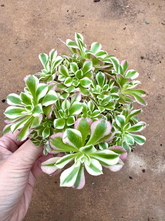 Aeonium Riverstone Variegated Lollipop | Live Succulent Plant | Korean Succulent | Rare Imported Aeonium | Imported Plants