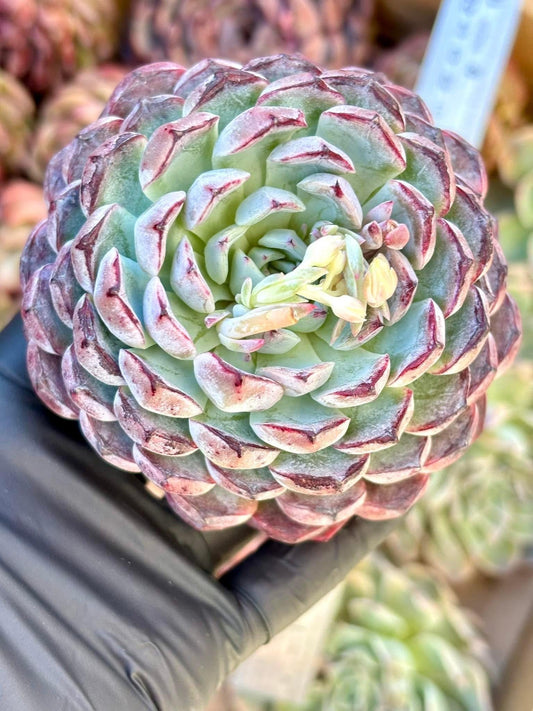 Echeveria Treasure | Succulent | Rare Imported Echeveria | Imported Plants