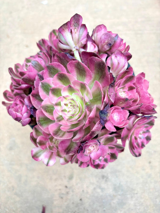 Aeonium Qing Cheng | Live Succulent Plant | Korean Succulent | Rare Imported Aeonium | Imported Plants