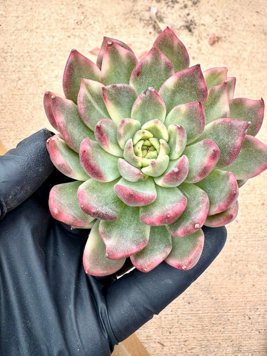 Echeveria Jenny Variegated | Rare Imported Succulent | Collector’s Succulent