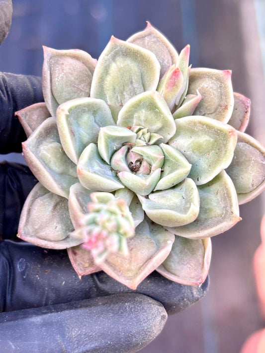 Echeveria Dongyun Tumor | Live Succulent Plant | Korean Succulent | Rare Imported Echeveria | Imported Plants