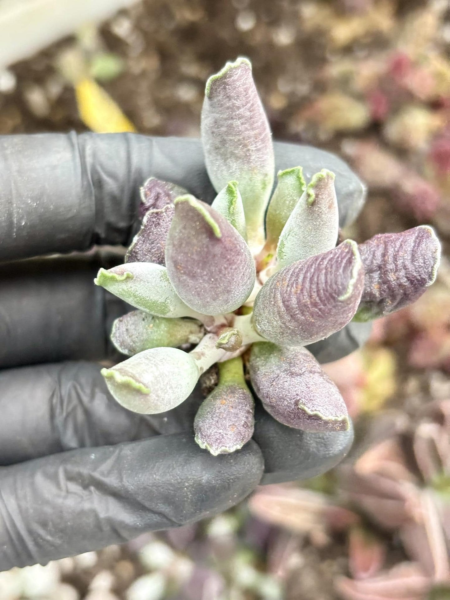 Andromiscus Purple Seal | Live Succulent Plant | Korean Succulent | Variegated Echeveria | Imported Plants | Echeveria Clusters