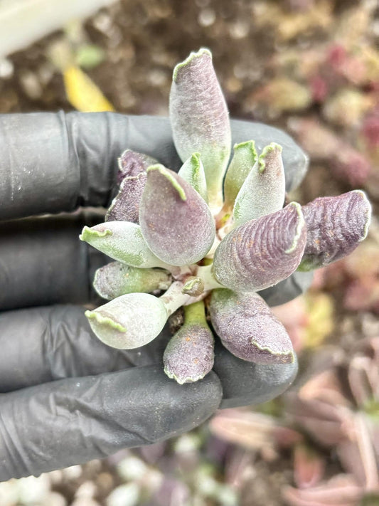 Andromiscus Purple Seal | Live Succulent Plant | Korean Succulent | Variegated Echeveria | Imported Plants | Echeveria Clusters