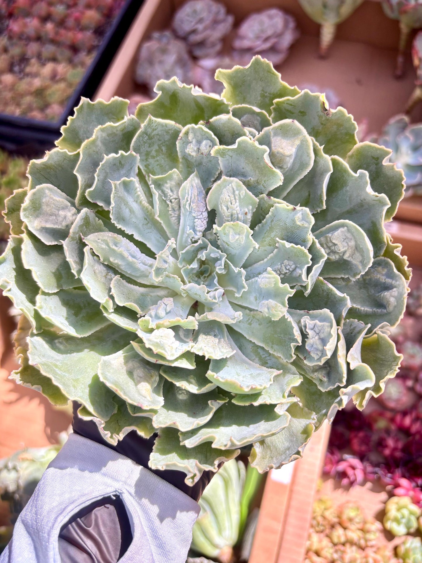 Echeveria Shaviana Truffle with Cranucles | Live Succulent Plant | Korean Succulent | Rare Imported Echeveria | Imported Plants