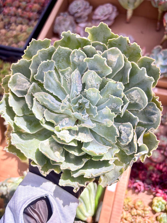 Echeveria Shaviana Truffle with Cranucles | Live Succulent Plant | Korean Succulent | Rare Imported Echeveria | Imported Plants