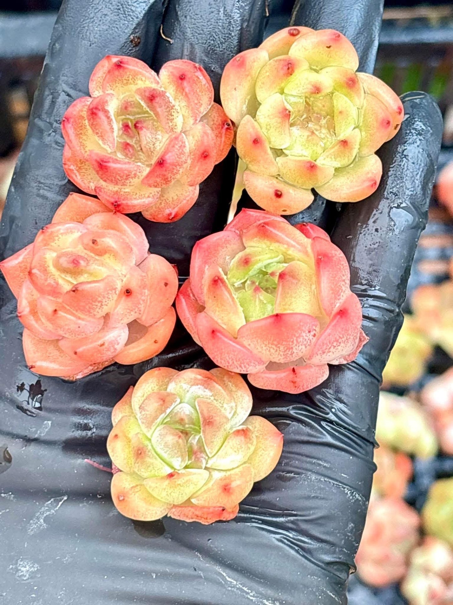 Echeveria Cupid (5pcs) | Live Succulent Plant | Korean Succulent | Rare Imported Echeveria | Imported Plants