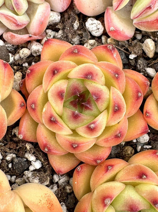 Echeveria Moonstone | Rare Imported Succulent | Collector’s Succulent
