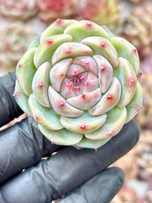 Echeveria White Night | Live Succulent Plant | Korean Succulent | Rare Imported Echeveria | Imported Plants