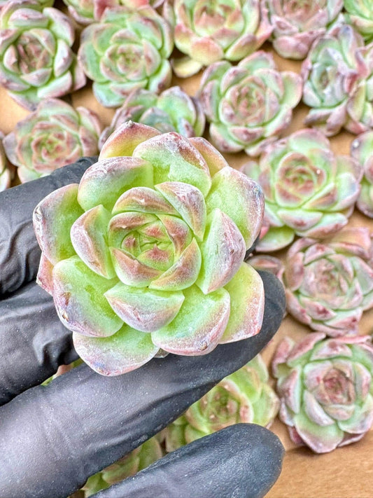 Echeveria Wheat Candy (5pcs) | Live Succulent Plant | Korean Succulent | Variegated Echeveria | Imported Plants | Cute Echeveria
