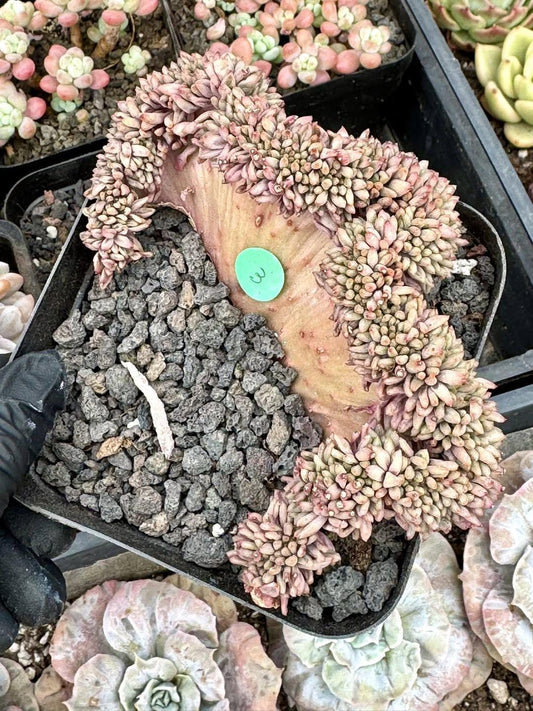 Pachyphytum Red Dragonfly Crested | Rare Imported Succulent | Collector’s Succulent