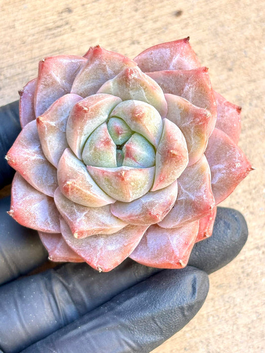 Echeveria Carat Diamond | Live Succulent Plant | Korean Succulent | Rare Imported Echeveria | Imported Plants