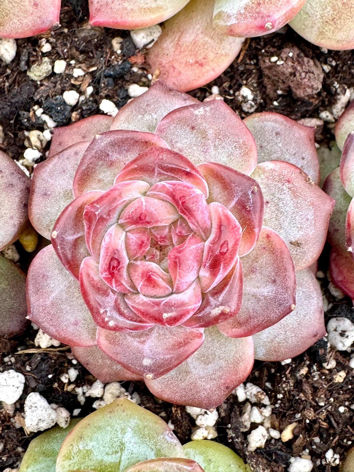 Echeveria Sugar Heart Amber | Live Succulent Plant | Korean Succulent | Variegated Echeveria | Imported Plants