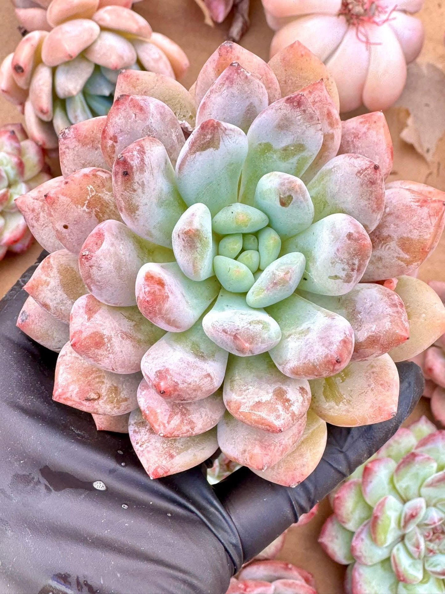 Echeveria Afternoon Tea | Live Succulent Plant | Korean Succulent | Rare Imported Echeveria | Imported Plants