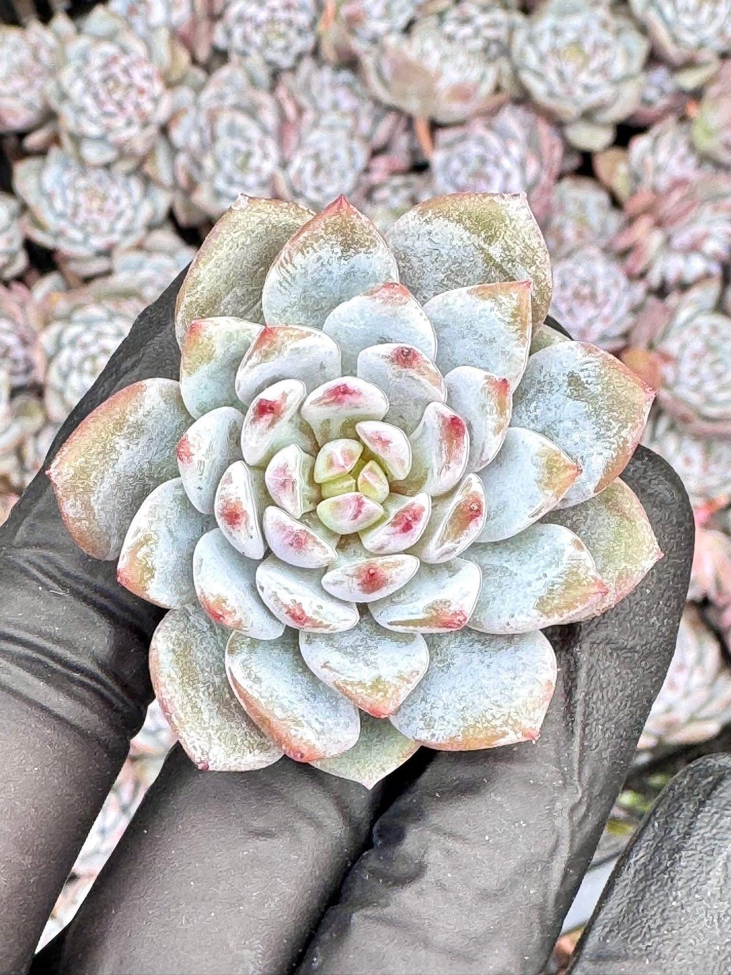Echeveria Lotus Blossom (5pcs) | Rare Imported Echeveria | Imported Plants